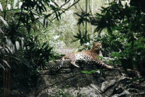 The Digital Jungle: How CGI Animals Are Redefining Wildlife Storytelling